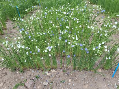 Click for 1 image(s) for this accession.